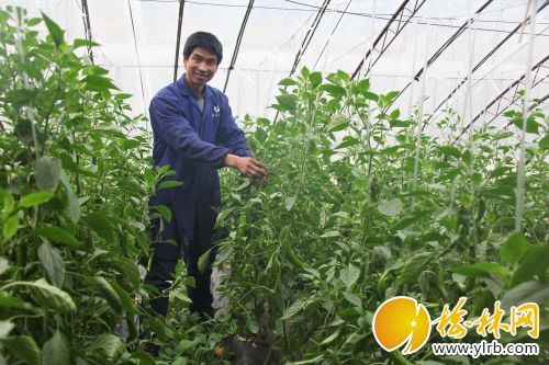 现代农业鼓足清涧农民“钱袋子”