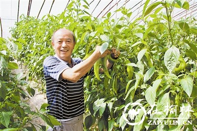 清涧县李家塔镇樊家岔村山地大棚产业助群众增收致富