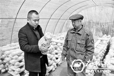 清涧县双盛合作社大力扶持贫困户发展蘑菇种植