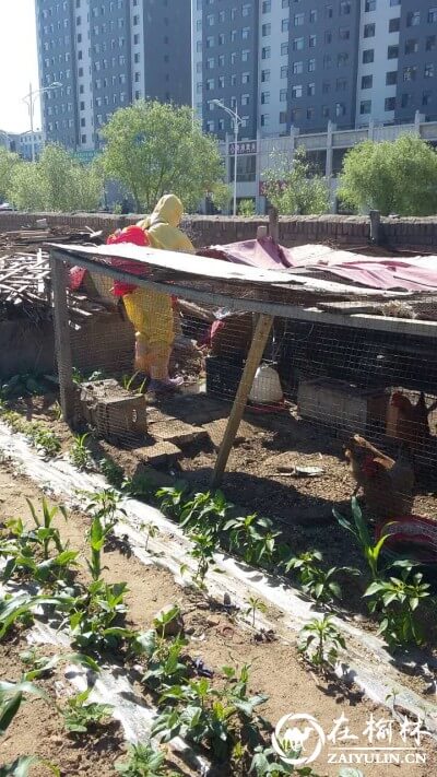 榆阳区望湖路社区积极开展H7N9禽流感防疫消毒工作