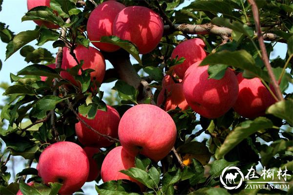 澄城县多措并举促进苹果销售 确保果农增收