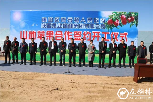 签约成功！榆阳区青云镇将建成近2000亩苹果产业