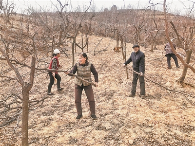 清涧县对3万亩红枣进行“双降”改造
