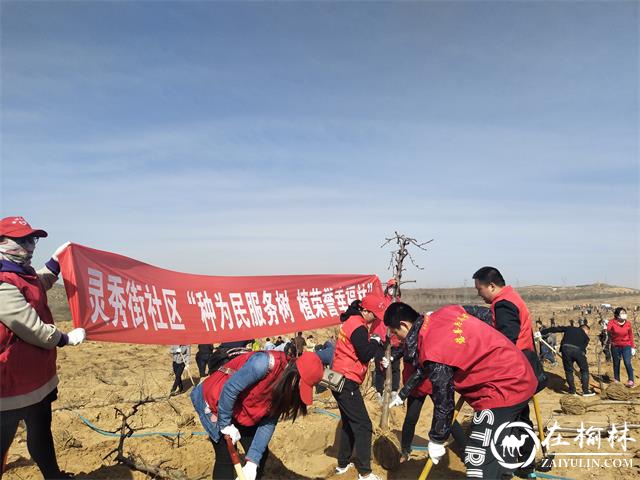 榆阳区灵秀街社区“种为民服务树 植荣誉幸福林”义务植树活动