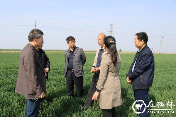 渭南市农业农村局来临渭区调查小麦春季旱情