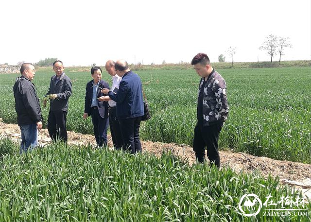 渭南市临渭区：扎实做好抗旱工作 确保夏粮生产安全