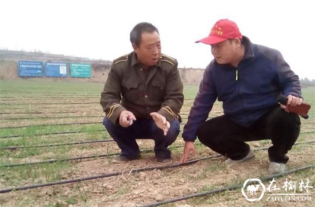 澄城县全力做好春季农作物抗旱工作 保障粮食生产安全