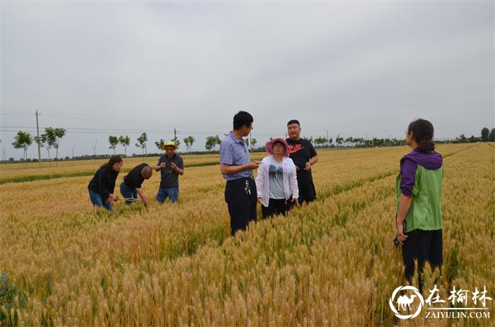 渭南市植保站专家来临渭区考评小麦穗期病虫害防控工作