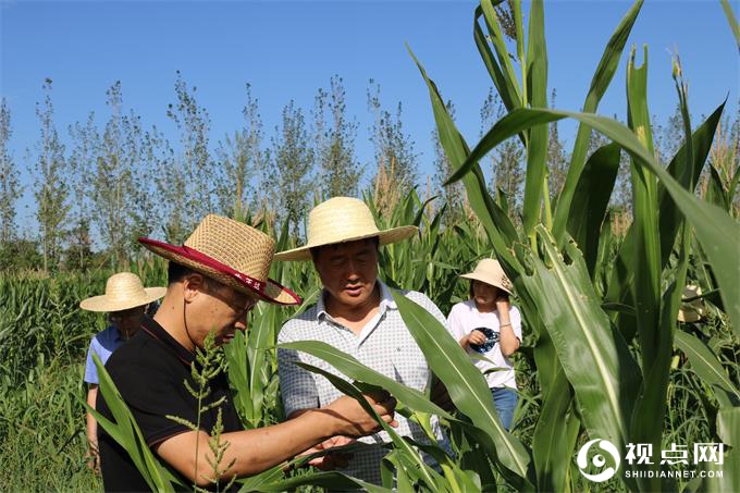 渭南市农技中心检查临渭区夏玉米绿色高质高效创建项目工作