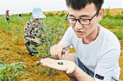 神木市海归学子訾浩回乡种植黑枸杞 带动周边村民共同致富