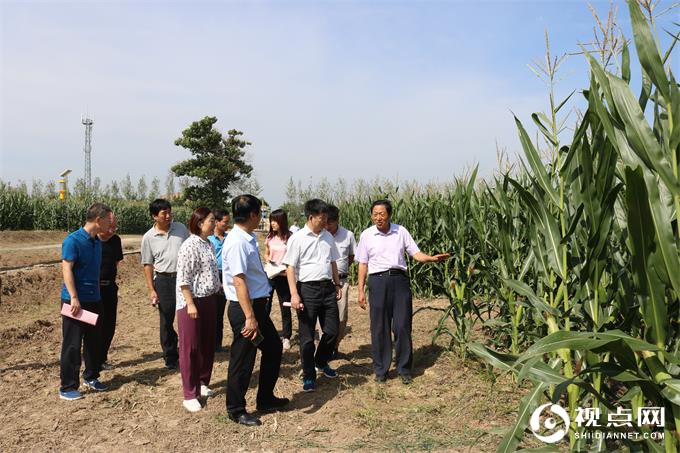 陕西省农业农村厅组织专家对临渭区秋粮生产形势进行观摩会商