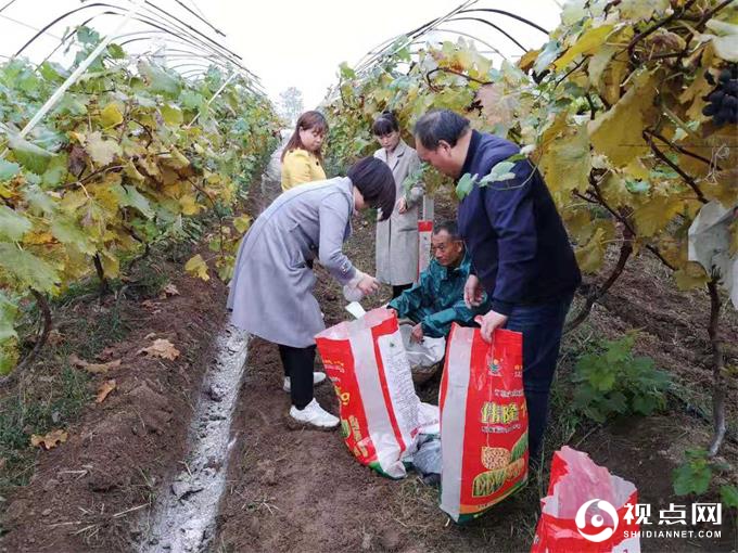 渭南市临渭区积极开展葡萄“2+X”肥效试验