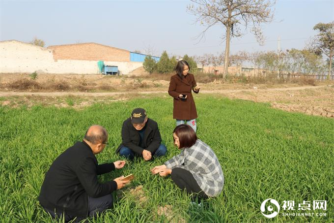 渭南市农技中心一行来临渭区指导与调研小麦冬前田间管理
