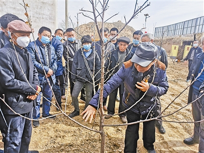 靖边县龙洲镇举办万亩水果种植示范基地田间管理培训讲座