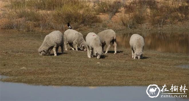府谷：扶持羊产业 鼓励发羊财