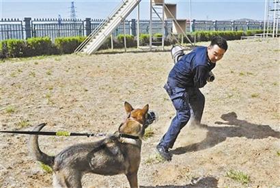 神木公安警犬工作再受公安部表彰