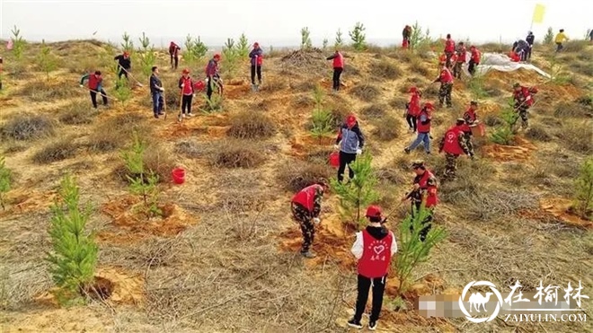 塞上森林城！榆林市超过3000人通过网上捐款履行植树义务
