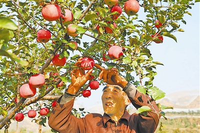 米脂山地苹果产业成富农“定盘星”
