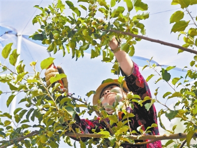 米脂县印斗镇吕家硷村开展山地苹果幼果疏果