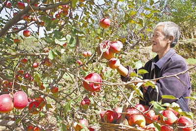 吃上产业饭 走上致富路——绥德县产业扶贫工作纪实