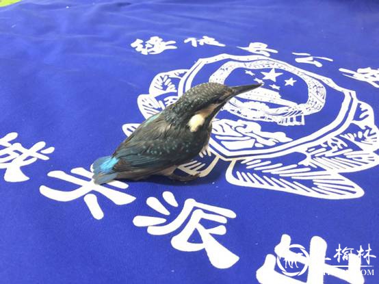 绥德公安城关派出所：爱心救助一只国家二级保护动物翠鸟