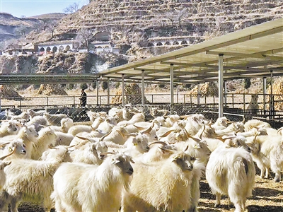 子洲县布局绒山羊全产业链 带着乡亲发羊财