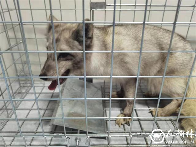 @绥德人,快来领回你家丢失的萌宠北极狐!