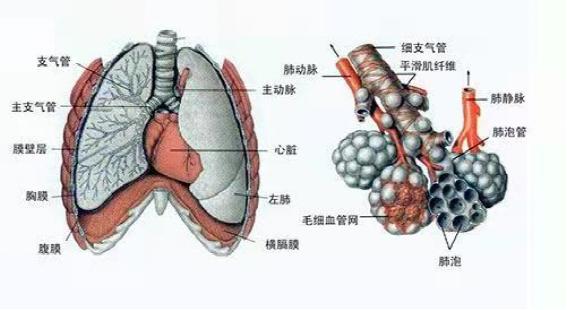 虚惊一场！榆林一患者中央型肺癌变成了肺结核瘤