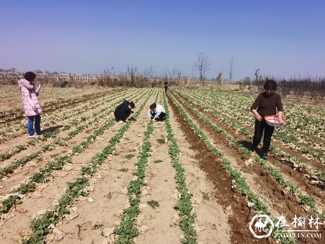 临渭区:开展油菜苗情调查,指导早春田间管理