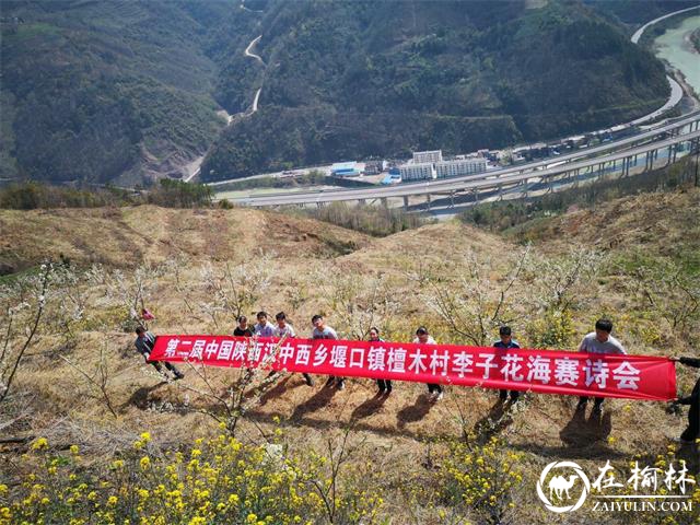 汉中市西乡县堰口镇檀木村成功举办第二届李子花海赛诗会