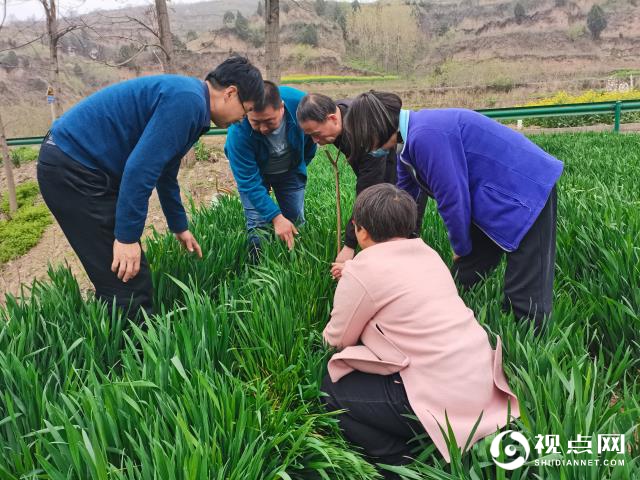 渭南市农技中心督导检查临渭区小麦条锈病防控工作