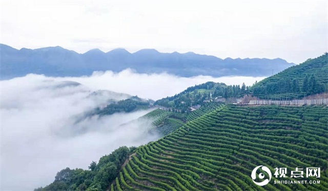 汉中市西乡县堰口镇：名山 秀水 花海 绿茶美如画