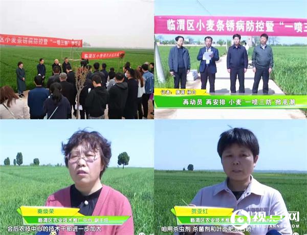 渭南市临渭区：全面监测 广泛动员 全力做好小麦条锈病防控
