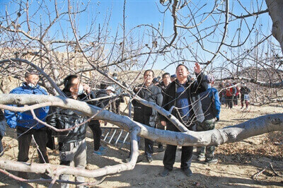 榆林市老区建设促进会到米脂县高西沟村举办果树管理培训班