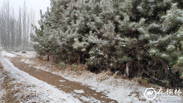 米脂县今日降瑞雪,北国风光无限好!