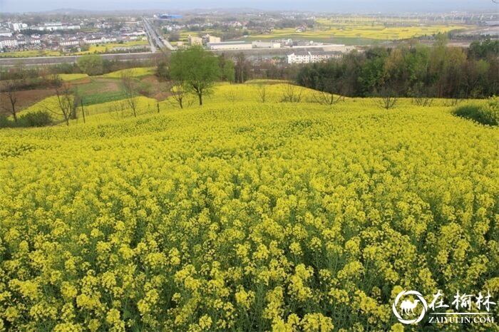 陕西汉中西乡县堰口镇名山秀水花海绿茶美如画