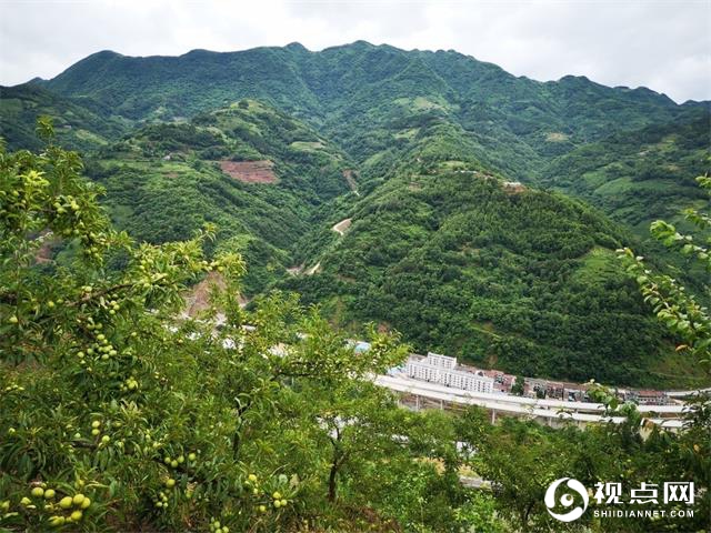 汉中市西乡县堰口镇檀木村千亩李子果实累累丰收在望