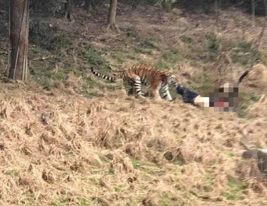 杨立新：宁波老虎伤人案该适用什么法律