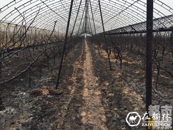 九亩冬枣树化为灰烬 大荔县一果农损失上百万