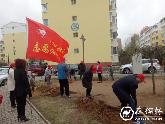 榆阳区驼峰办金阳社区开展志愿者植树活动