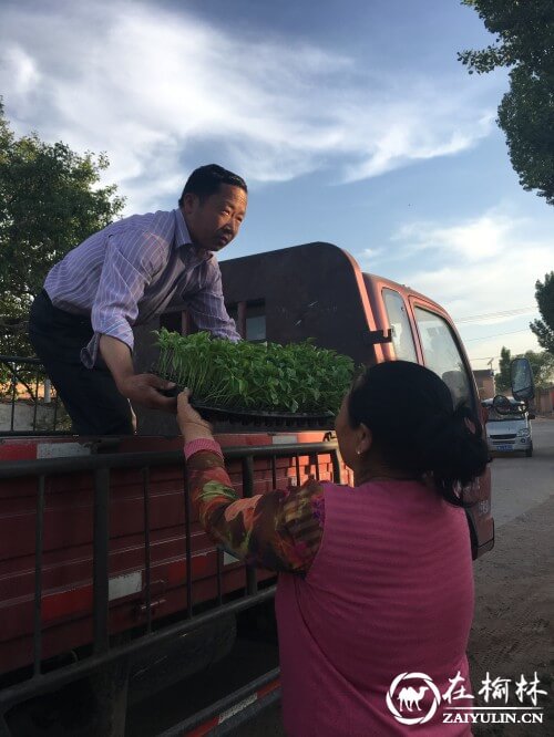 府谷县墙头农业园区辣椒育苗送给计生户(图)