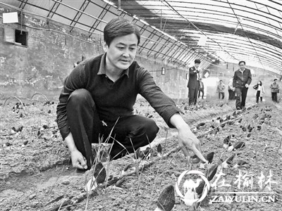 榆林市马合农场张彦飞：羊肚菌带来的“钱景”