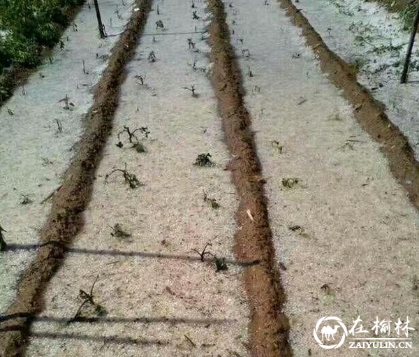 榆林突遭雷雨冰雹 多个村子损失惨重 庄稼只剩杆 冰雹积成“雪”