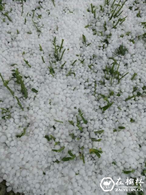 榆林突遭雷雨冰雹 多个村子损失惨重 庄稼只剩杆 冰雹积成“雪”