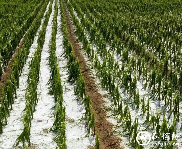 榆林突遭雷雨冰雹 多个村子损失惨重 庄稼只剩杆 冰雹积成“雪”