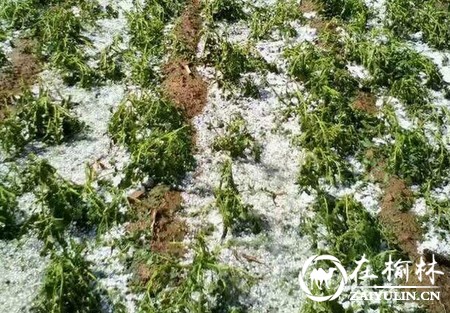 榆林突遭雷雨冰雹 多个村子损失惨重 庄稼只剩杆 冰雹积成“雪”