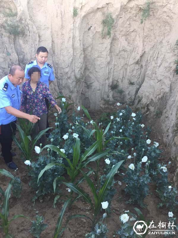 绥德县中角派出所民警查处一起非法种植罂粟案 铲除罂粟52株