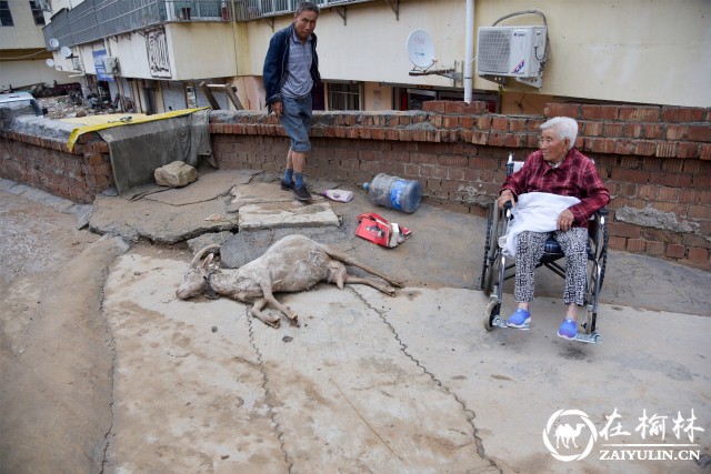 绥德洪水过后现死猪死羊 有居民捡拾宰杀