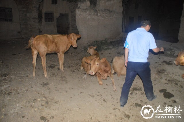 图3：黄陵站民警为群众寻找走失的牛群