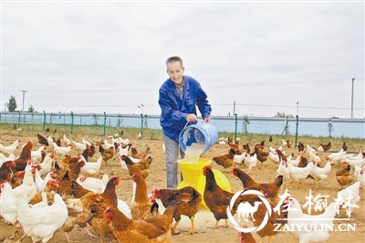 贫困户李旭则在帮扶企业当起了&ldquo;鸡司令&rdquo;